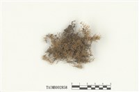 藏品(羽苔屬)的圖片